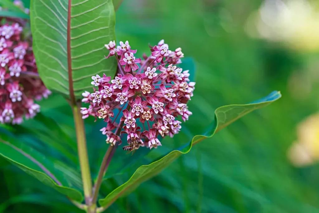 milkweed photos used for medicine