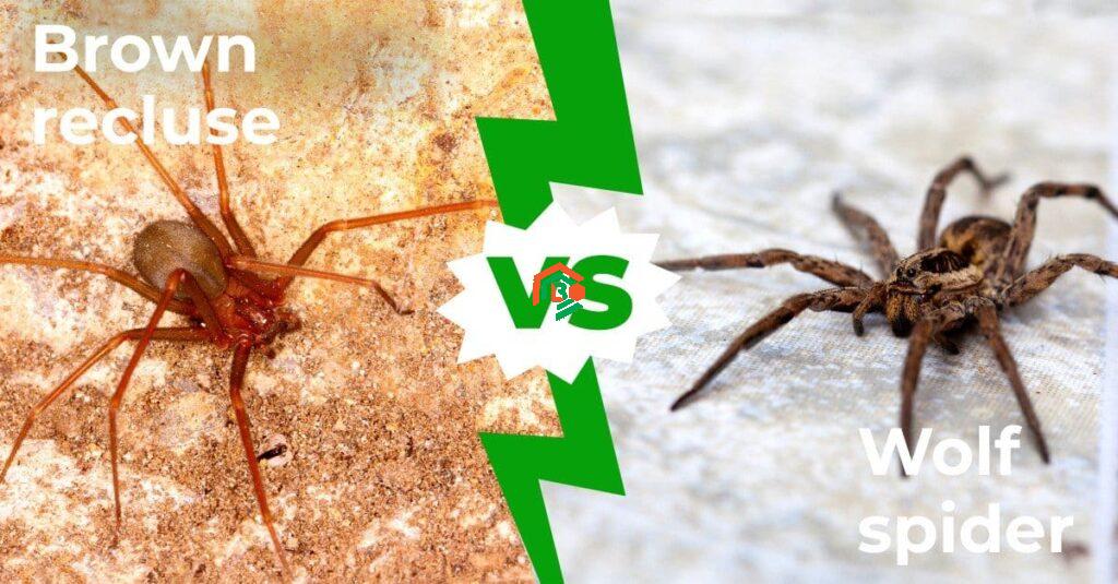 Wolf Spider vs. Brown Recluse – What’s the Difference? wolf spider brown recluse