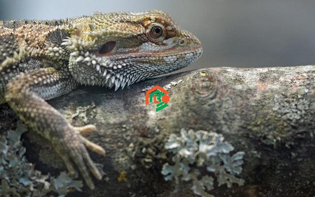 Do Bearded Dragons Bite? (What You Need to Know!) do bearded dragons bite