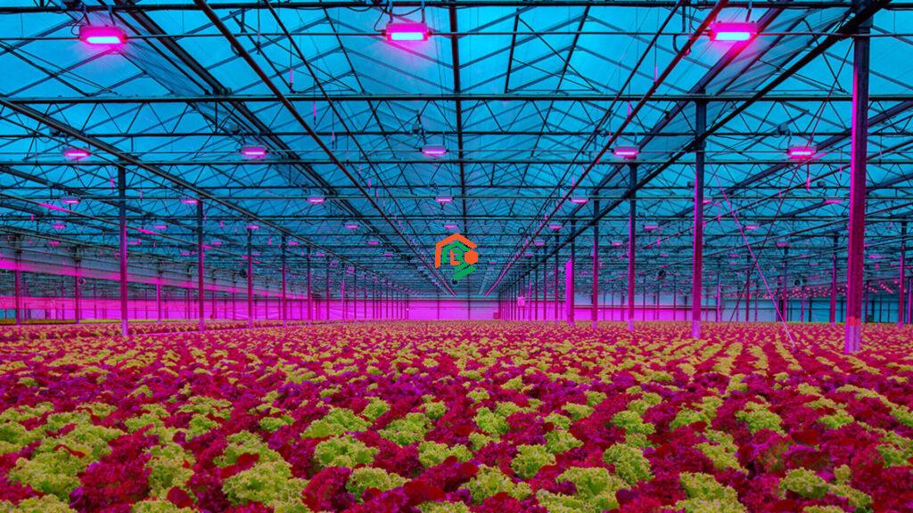 Best LED Grow Lights: The Perfect Choice for Healthy Plants! best led grow lights