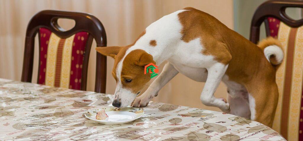 Can Dogs Eat Jello? Here’s What You Should Know! can dogs eat jello
