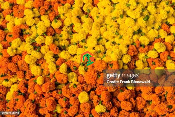 Marygold: The Happy Flower Everyone Should Know About marygold