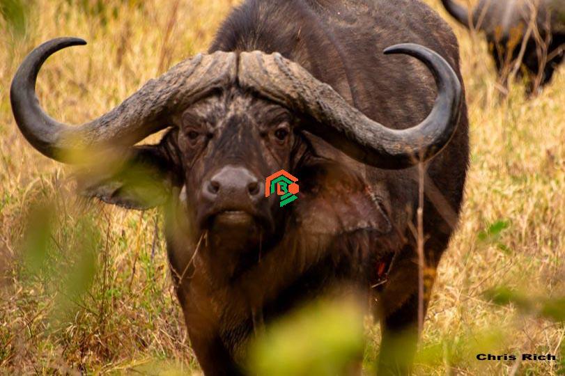 african bull