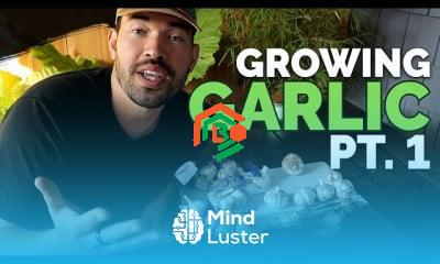 What Is Mind Luster? "mind luster"